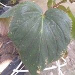 Gloxinia perennis Blad