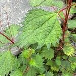 Boehmeria platanifolia Leaf