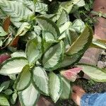 Goeppertia picturata 葉