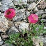 Ranunculus glacialis Fula