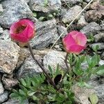 Ranunculus glacialis Žiedas