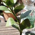 Kalanchoe manginii Лист