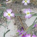 Malcolmia triloba Blüte