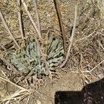 Dudleya edulis Hoja