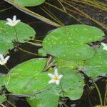 Nymphoides indica Blad