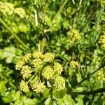 Smyrnium olusatrumFlor