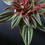 Peperomia caperata Blatt