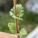 Veronica praecox Leaf