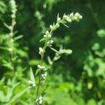 Artemisia vulgarisÕis