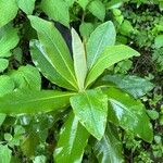 Musschia wollastonii Leaf