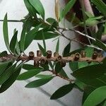 Callistemon citrinus Fruit