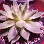 Echeveria agavoides Feuille