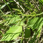 Oenanthe peucedanifolia Leaf