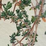 Drosanthemum floribundum Folio