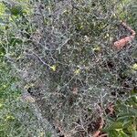 Corokia cotoneaster পাতা