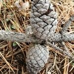 Pinus nigra Fruit