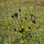 Carlina vulgarisFolha