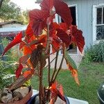 Begonia aconitifoliaLeaf