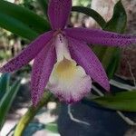 Cattleya jongheana花