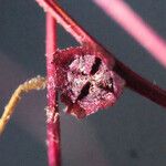 Cycloloma atriplicifolium Fruit