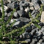 Dysphania multifida Otro