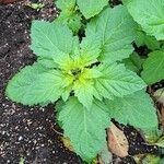 Nicandra physalodes List