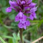 Dactylorhiza fuchsii 花