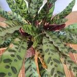 Calathea lancifolia Hoja