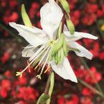 Oenothera lindheimeri Kukka