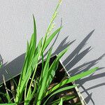 Carex woodii 整株植物