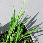 Carex woodii অভ্যাস