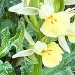 Dactylorhiza insularis Flower