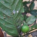 Aulacocalyx caudata Fruit