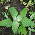 Chenopodium albumFeuille