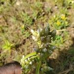 Exacum oldenlandioides Leaf