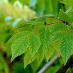 Aralia elata Leaf