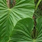 Anthurium dussii Leaf