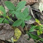 Potentilla simplex Feuille