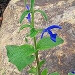 Salvia patens 花