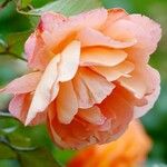 Rosa ferruginea Květ