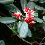 Pittosporum tobira ഫലം