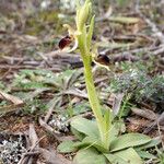 Ophrys arachnitiformis ശീലം