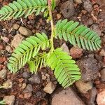 Chamaecrista fallacina Leaf