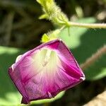 Ipomoea tricolorFlower