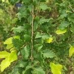 Nothofagus obliqua 葉