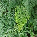 Adiantum venustum برگ