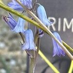 Brimeura amethystina Fula