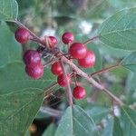 Frangula alnusFruit