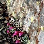 Penstemon rupicola Hábito