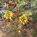 Caesalpinia gilliesii Квітка